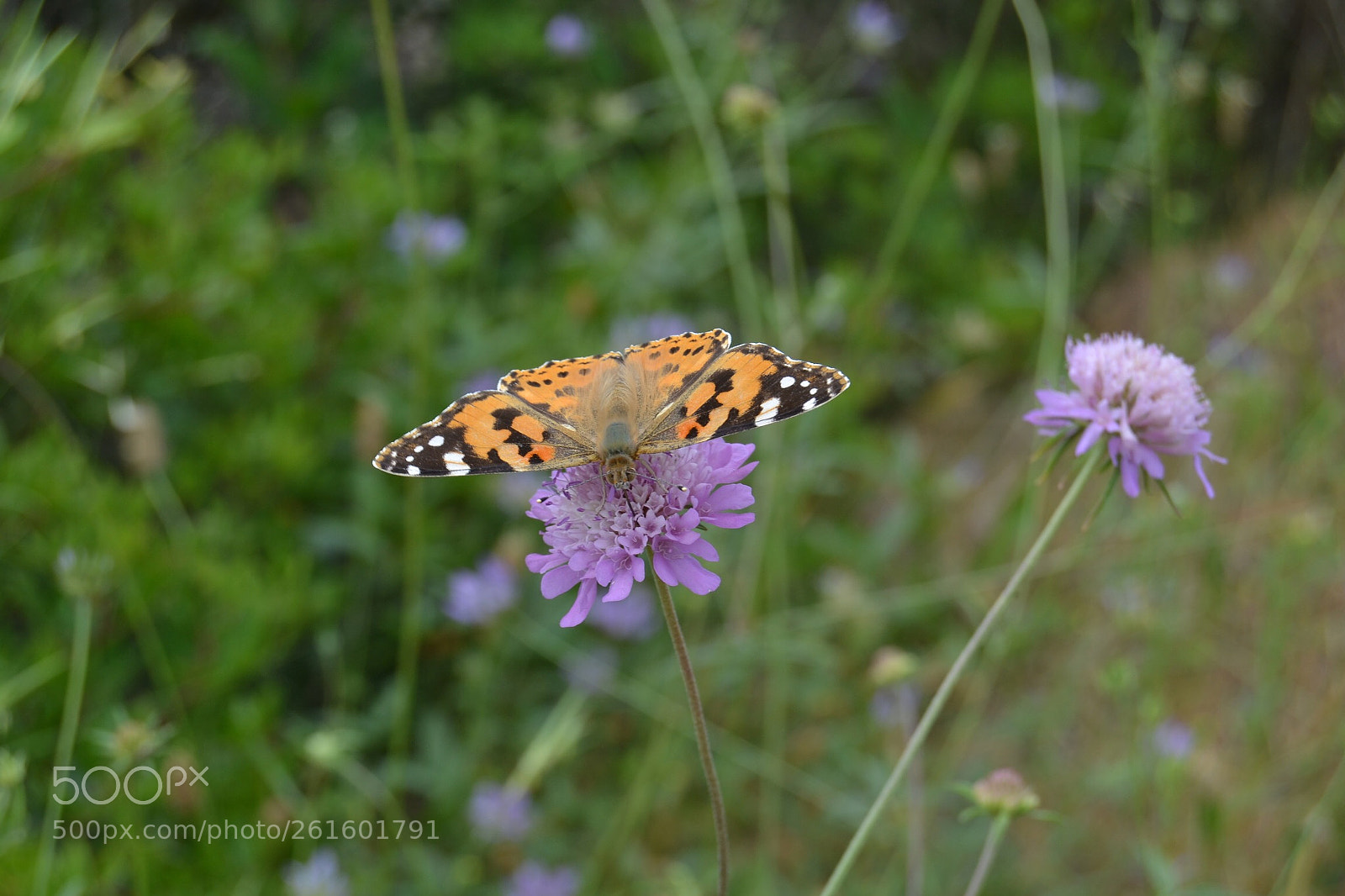 Nikon D3100 sample photo. Butterfly photography