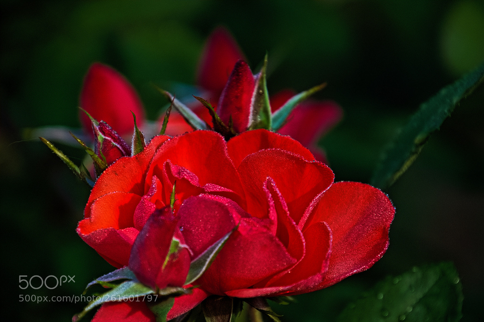 Nikon D500 sample photo. Red photography