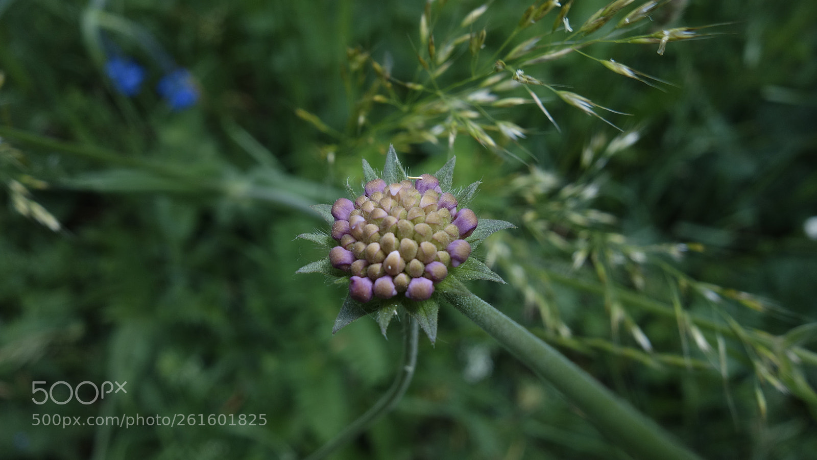 Sony Cyber-shot DSC-RX100 sample photo. Wilde flower photography