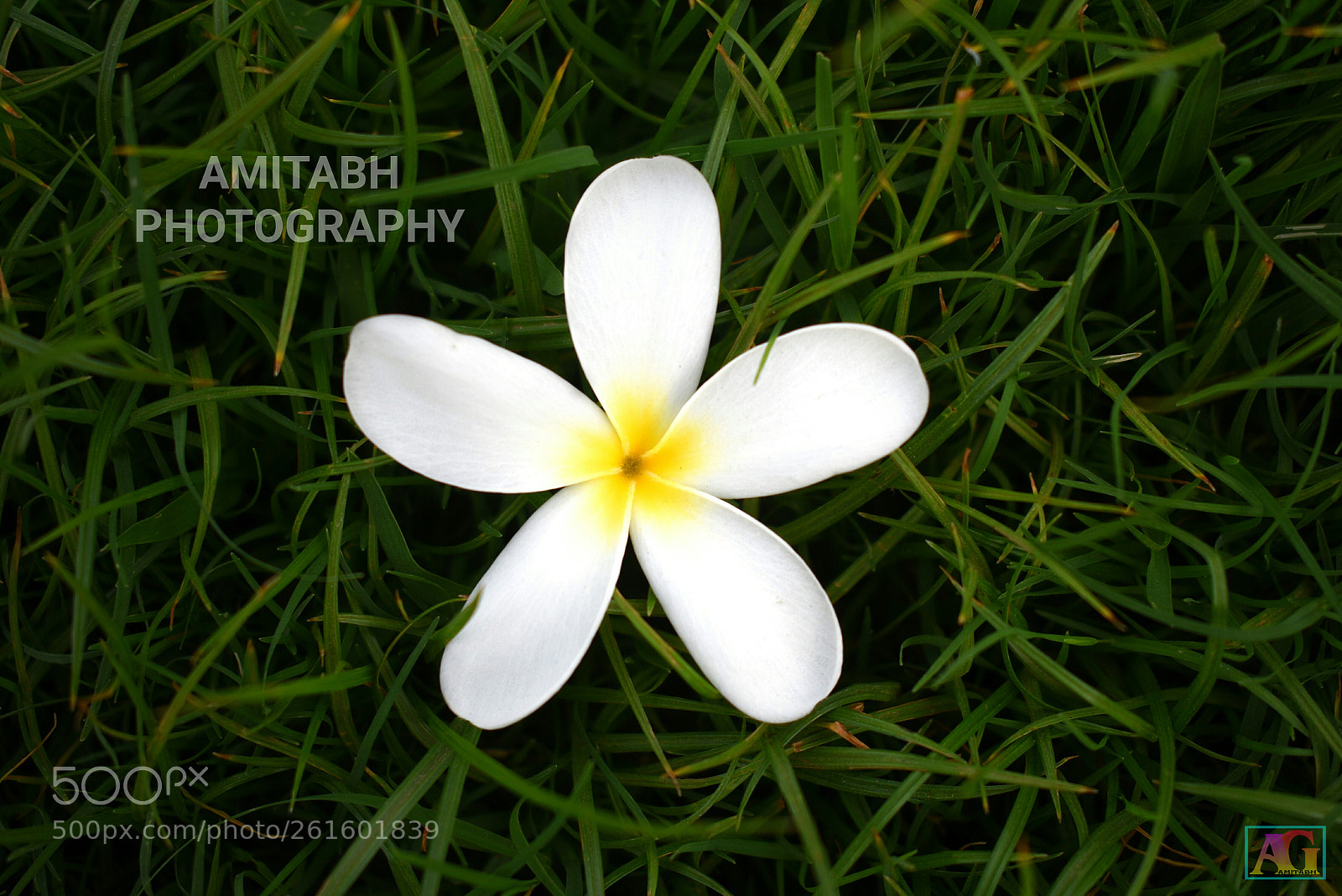 Nikon D3400 sample photo. Flower photography