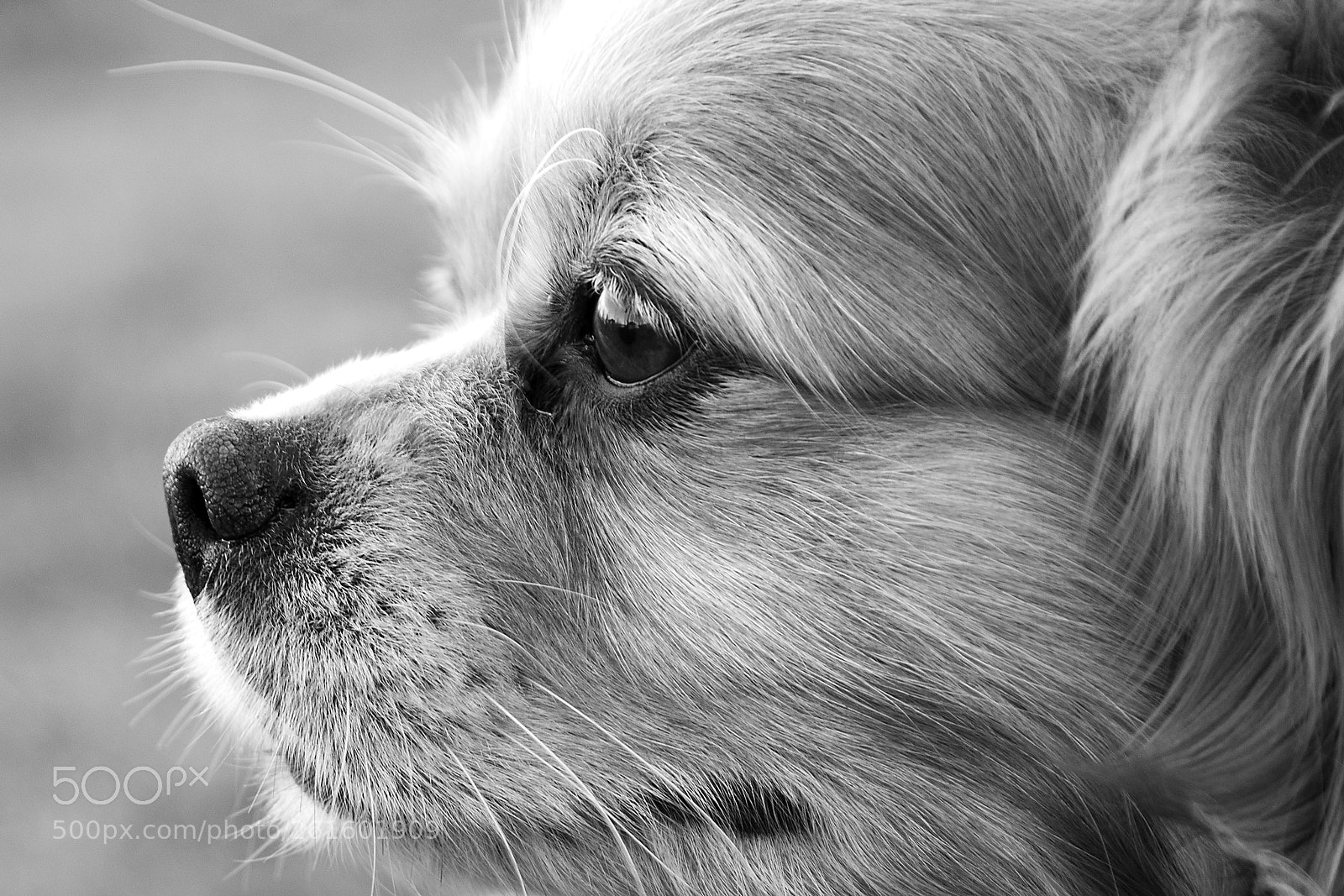 Nikon D3300 sample photo. Dogs photography