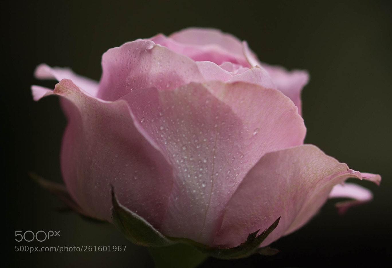 Canon EOS 6D sample photo. Untitled photography