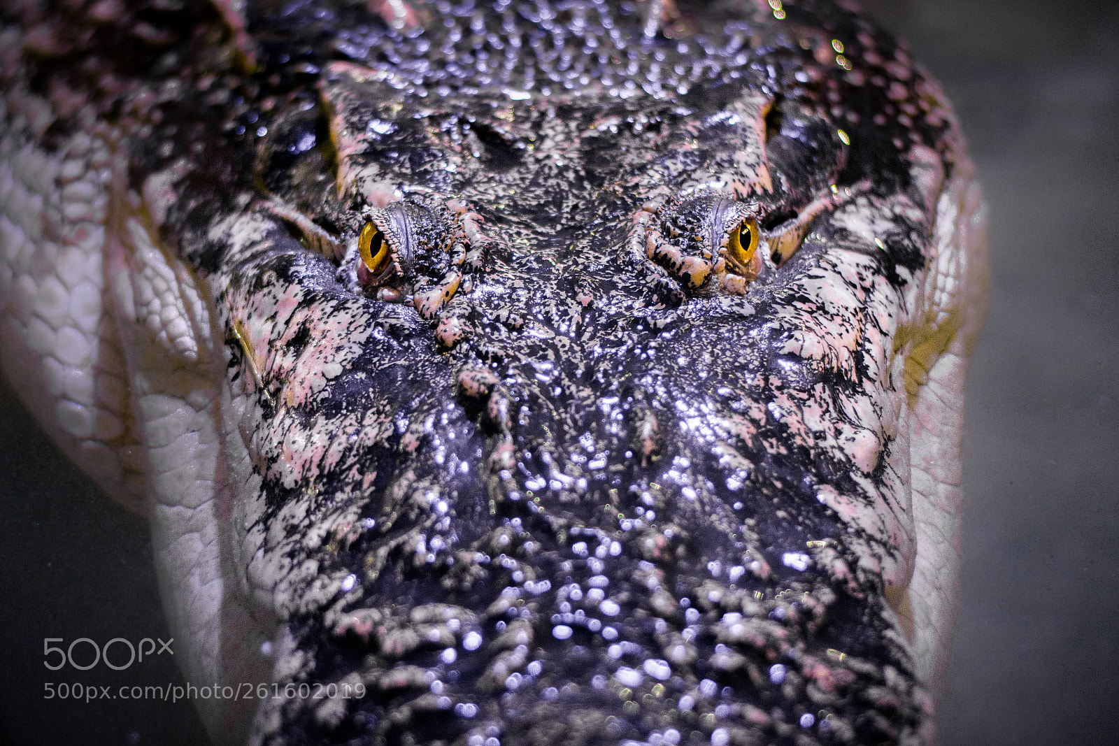 Nikon D5200 sample photo. Saltwater crocodile photography