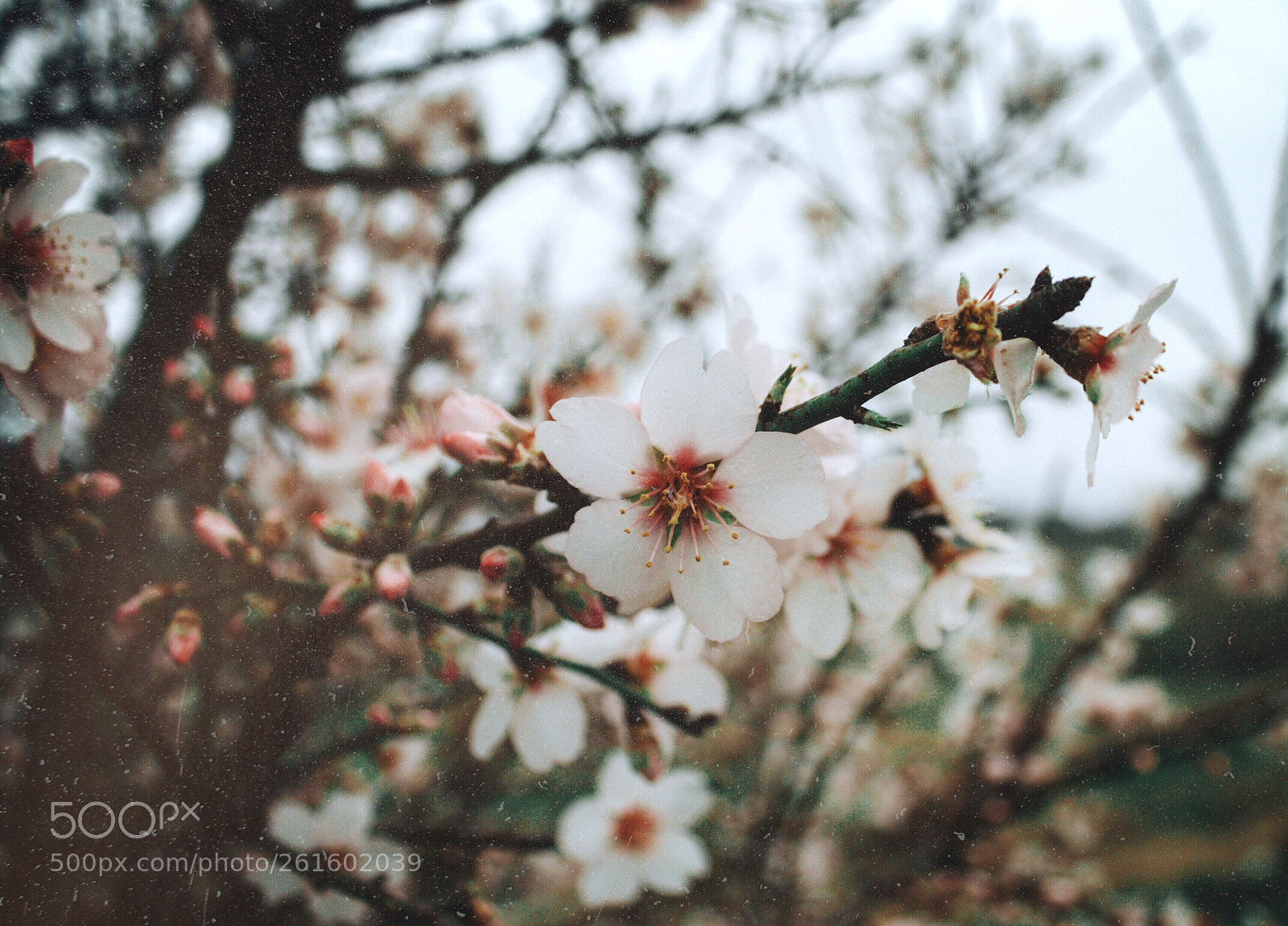 Canon EOS 500D (EOS Rebel T1i / EOS Kiss X3) sample photo. • photography