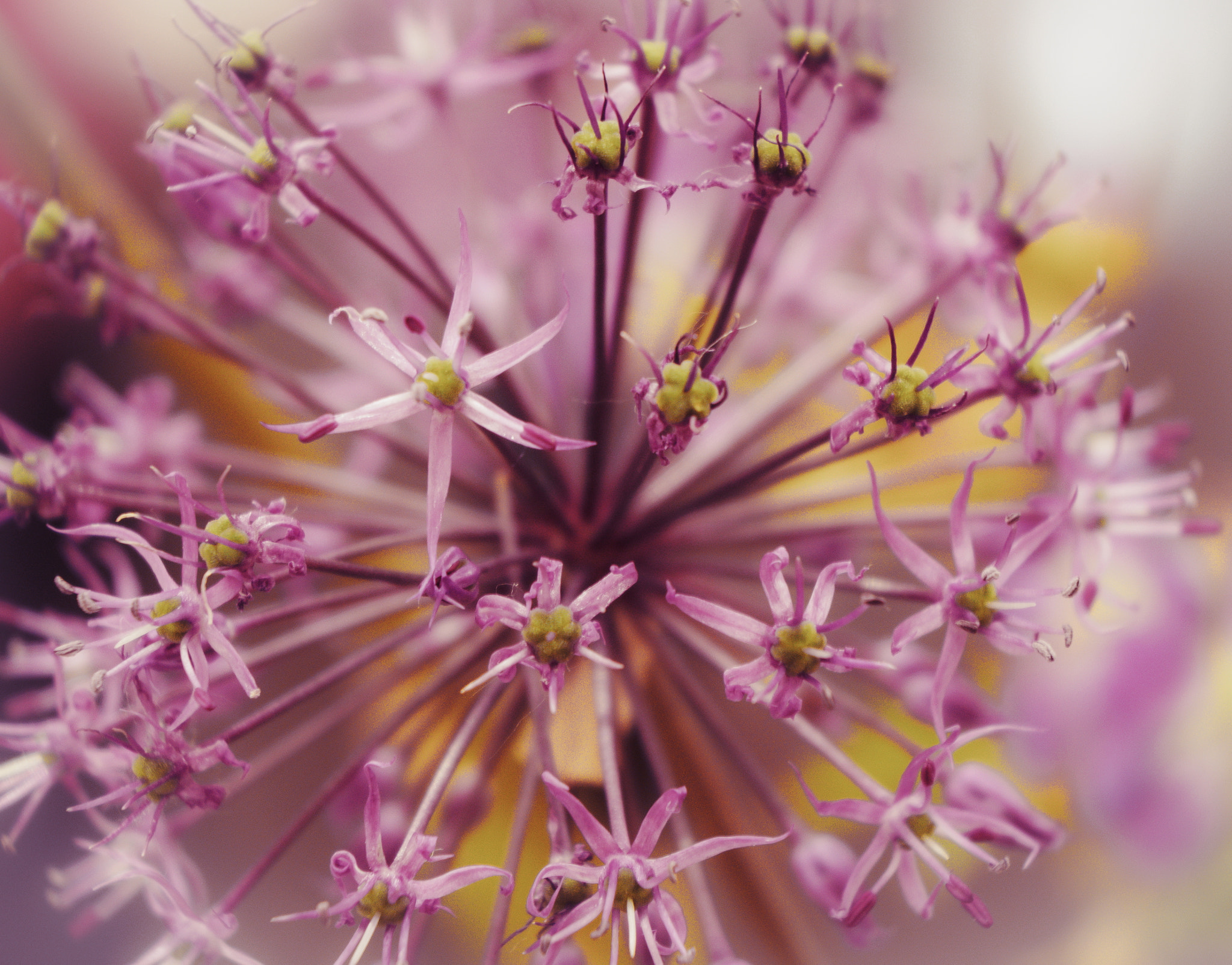 Olympus PEN E-PL7 sample photo. Flower photography