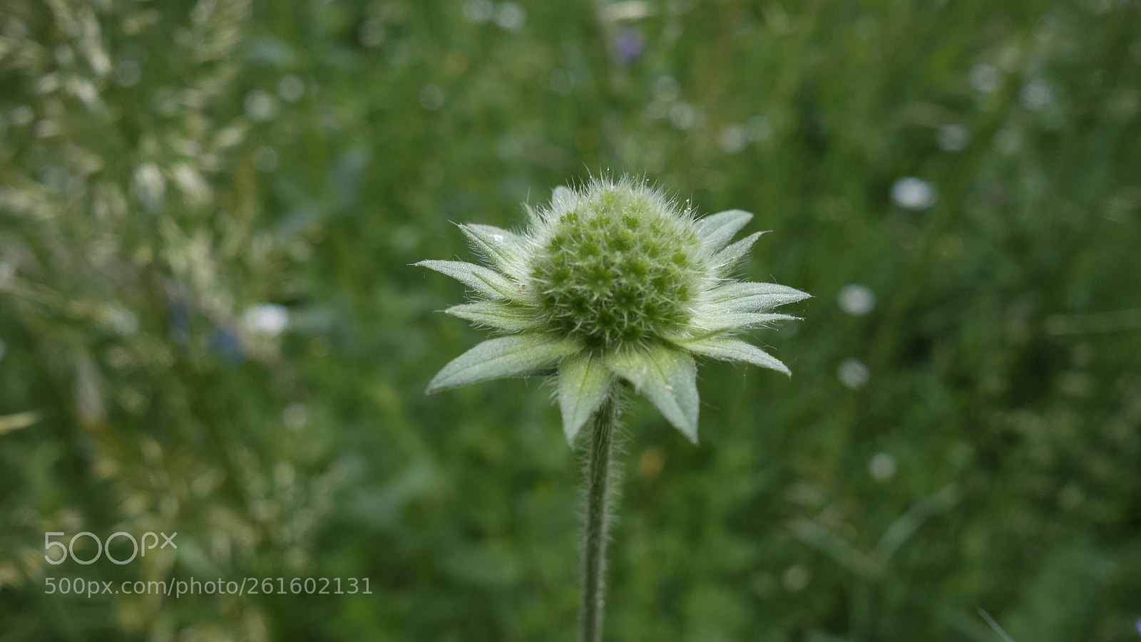 Sony Cyber-shot DSC-RX100 sample photo. Green photography
