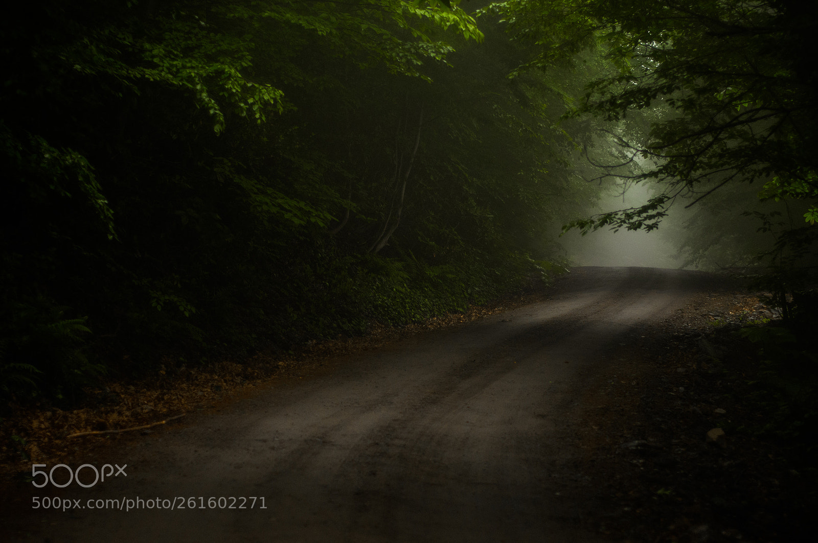 Nikon D300 sample photo. Foggy may photography
