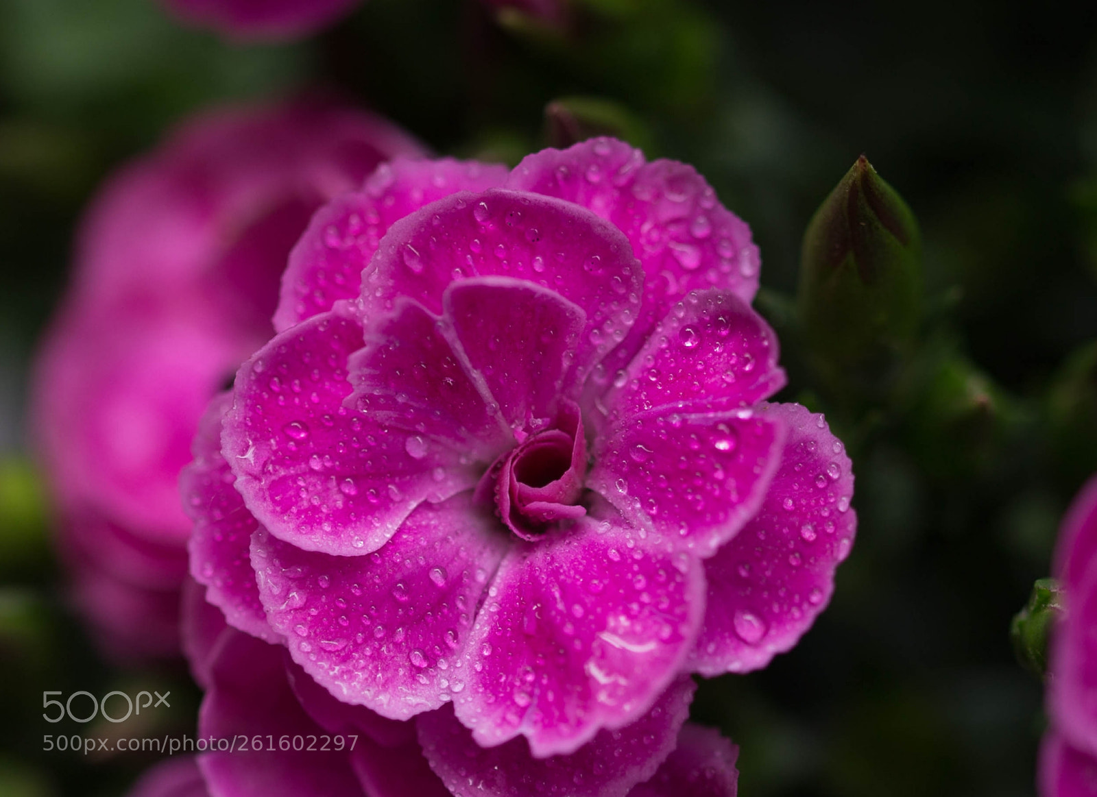 Canon EOS 6D sample photo. Untitled photography