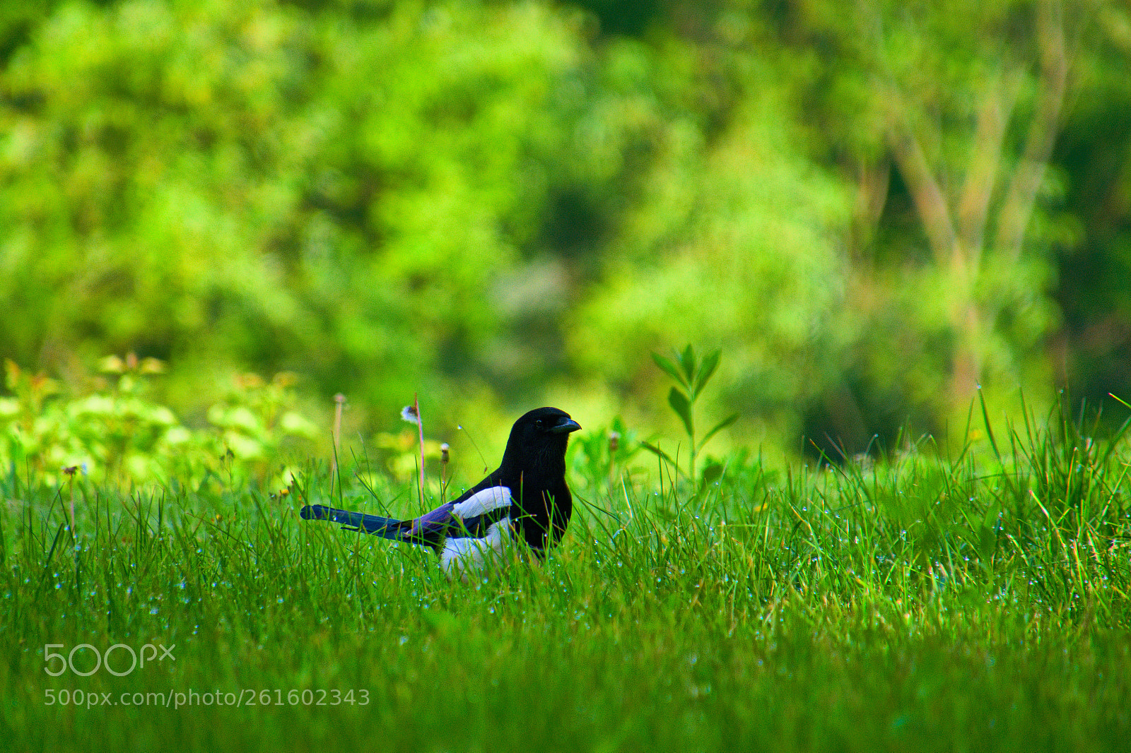 Nikon D500 sample photo. Morning dew and magpie photography