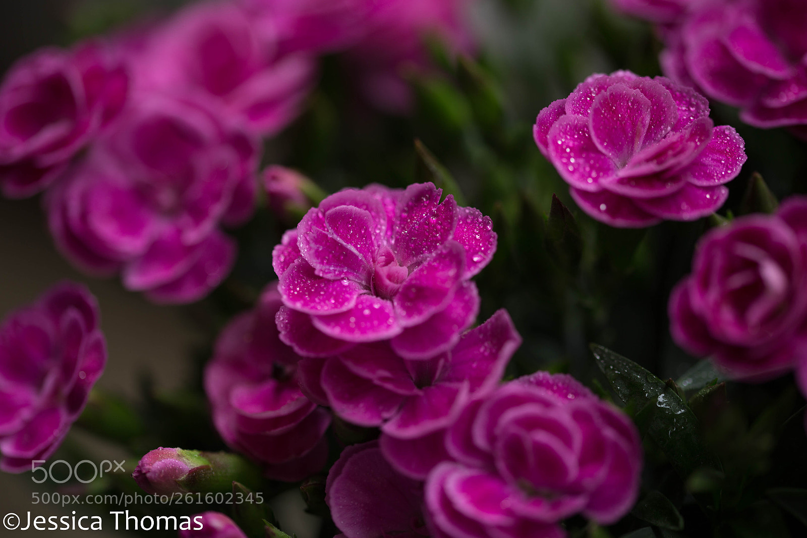 Canon EOS 6D sample photo. Untitled photography