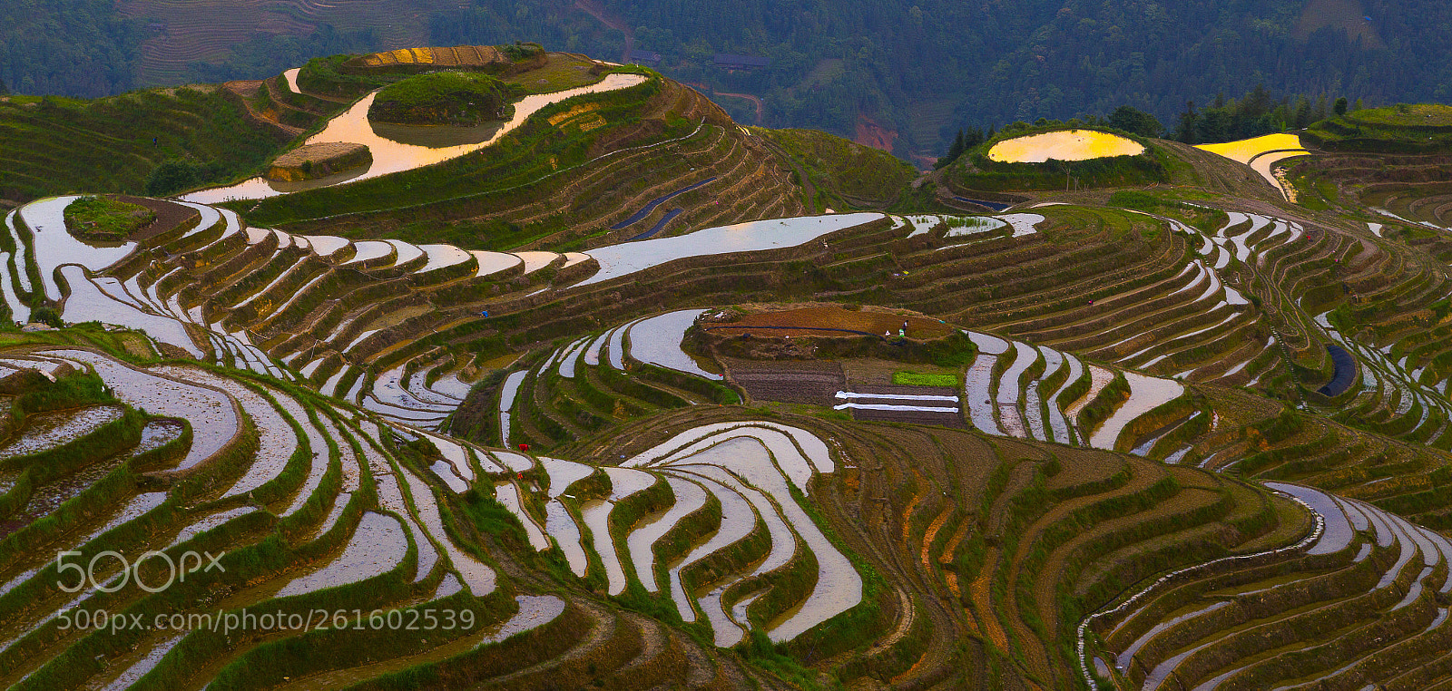 Canon EOS 6D sample photo. Sunset on the rice photography