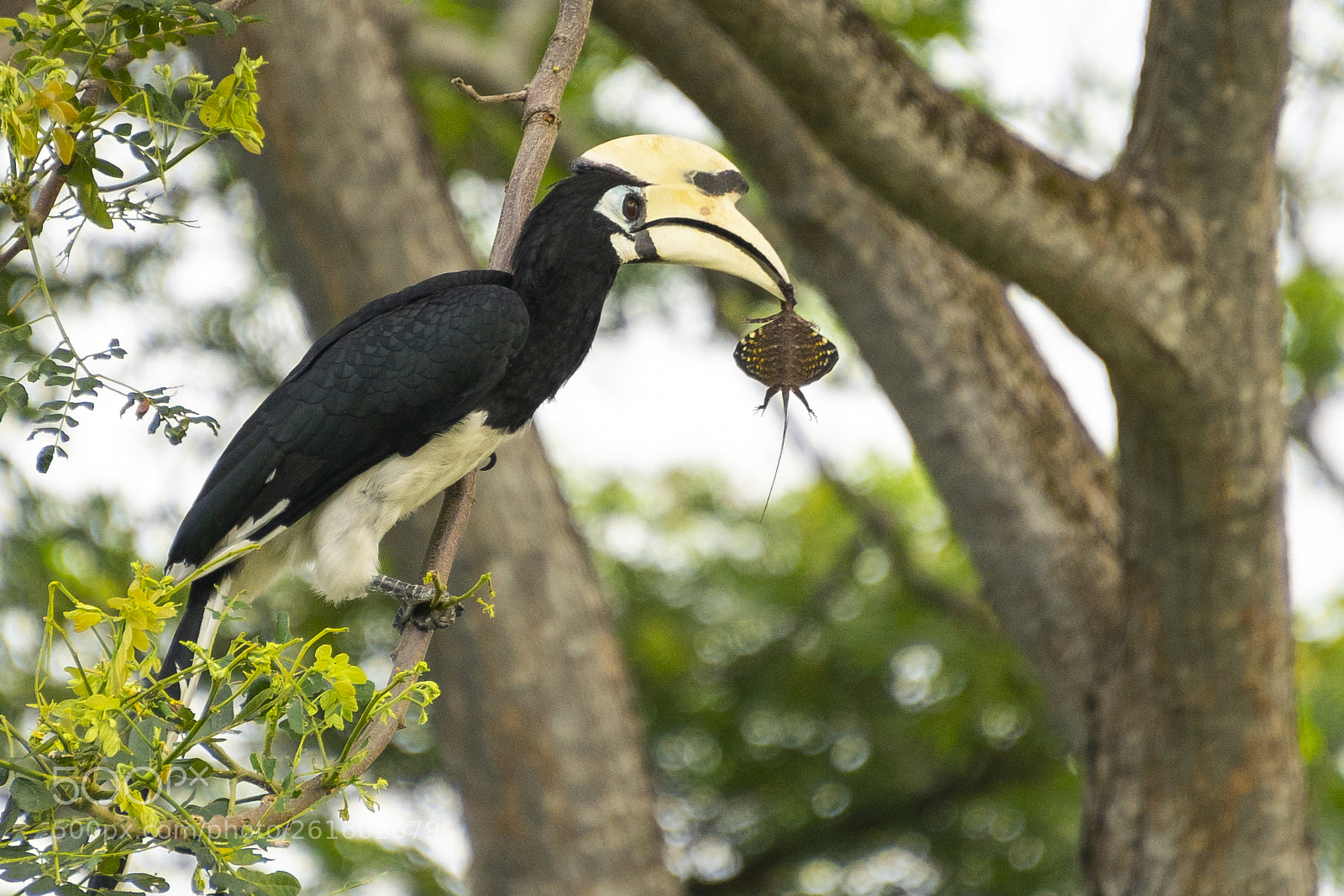 Sony a7 II sample photo. Hornbill with a catch photography