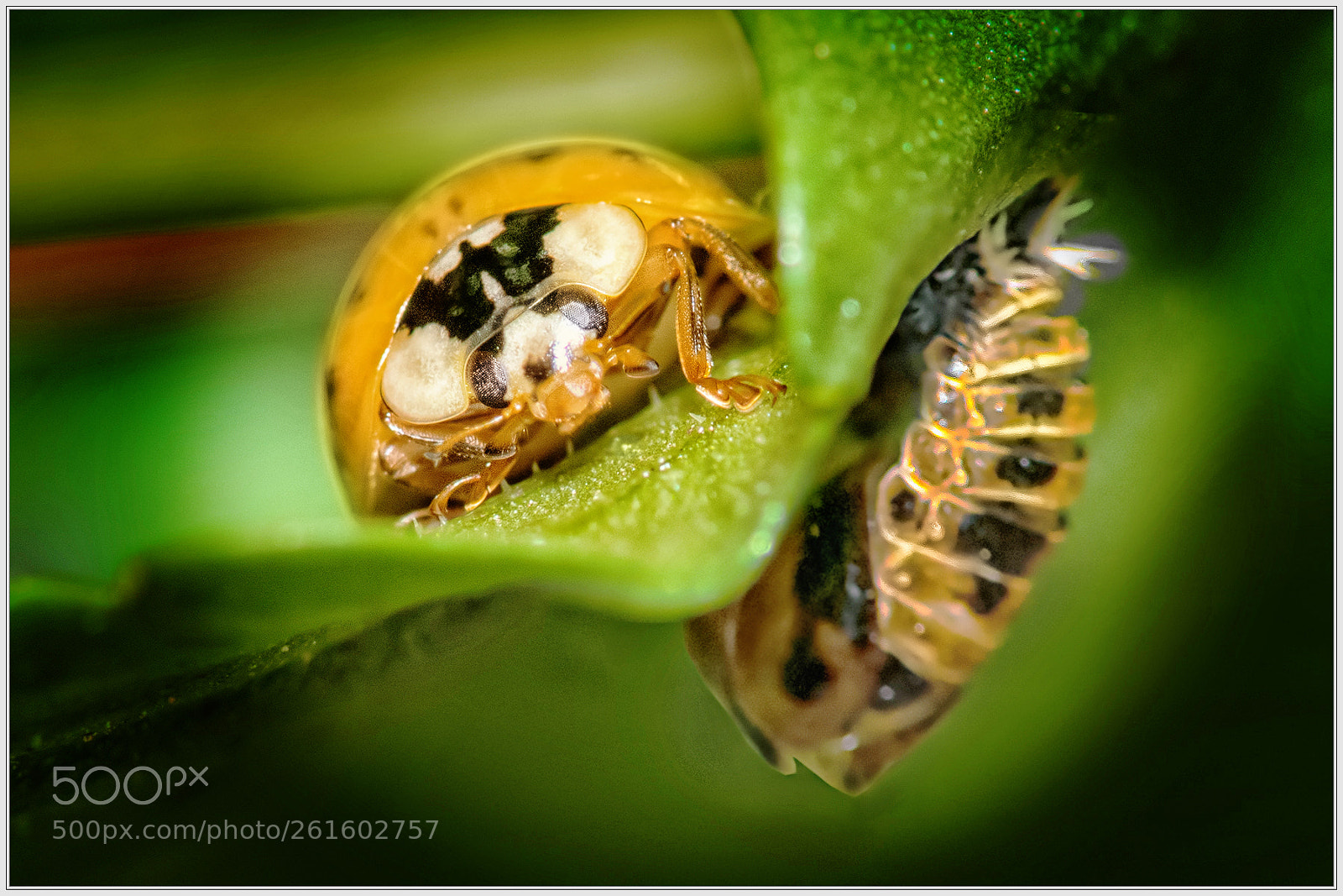 Nikon D750 sample photo. Ladybug - just hatched photography