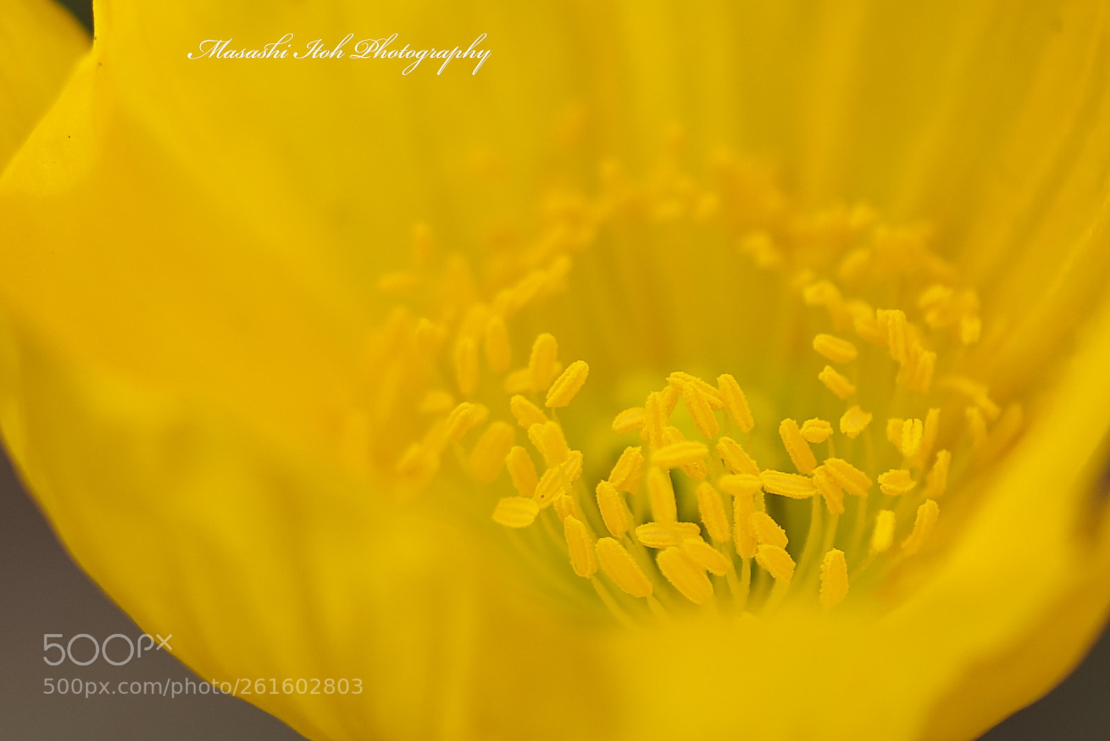 Nikon D610 sample photo. Yellow world photography