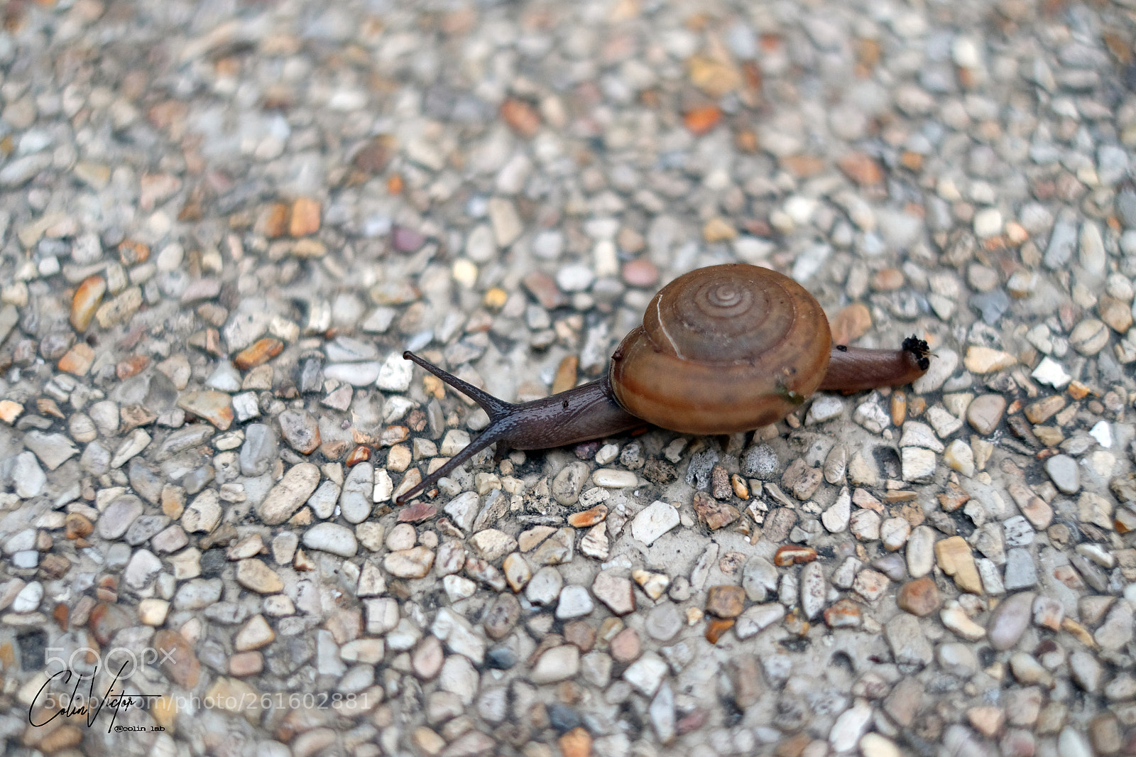 Fujifilm X-T10 sample photo. Snail on the way photography