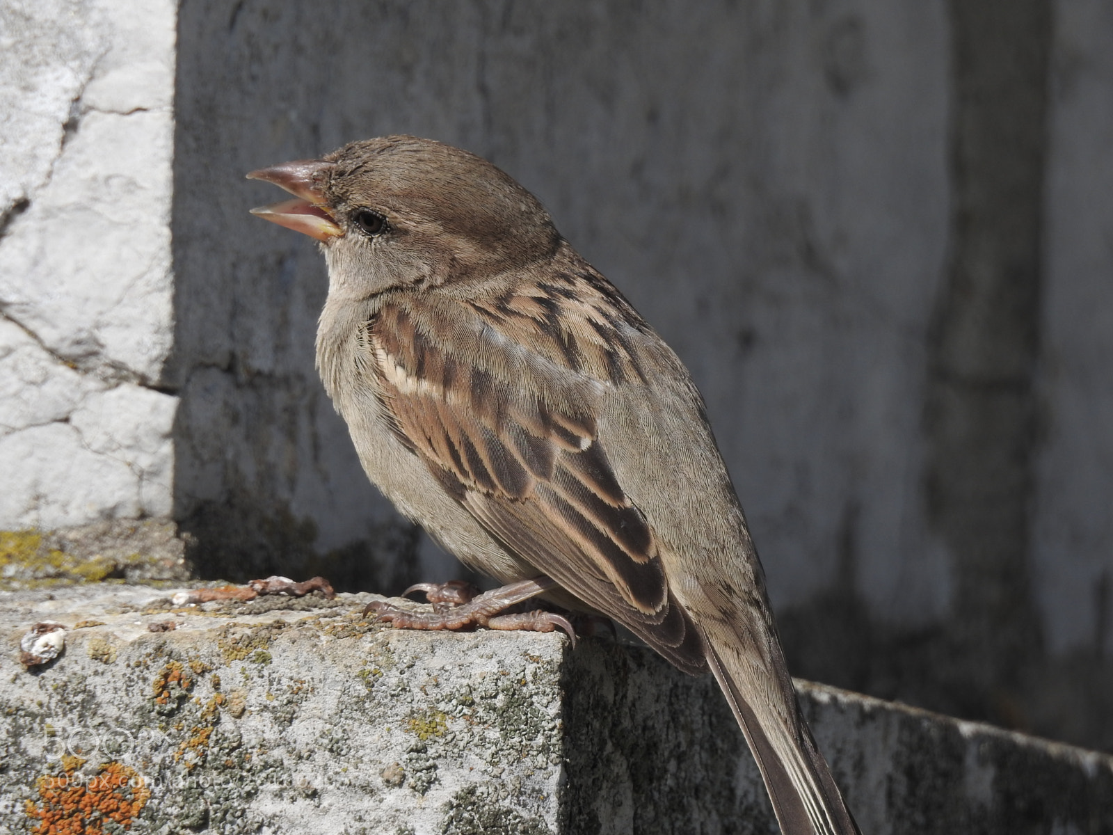 Nikon Coolpix P900 sample photo. Moineau (femelle) photography