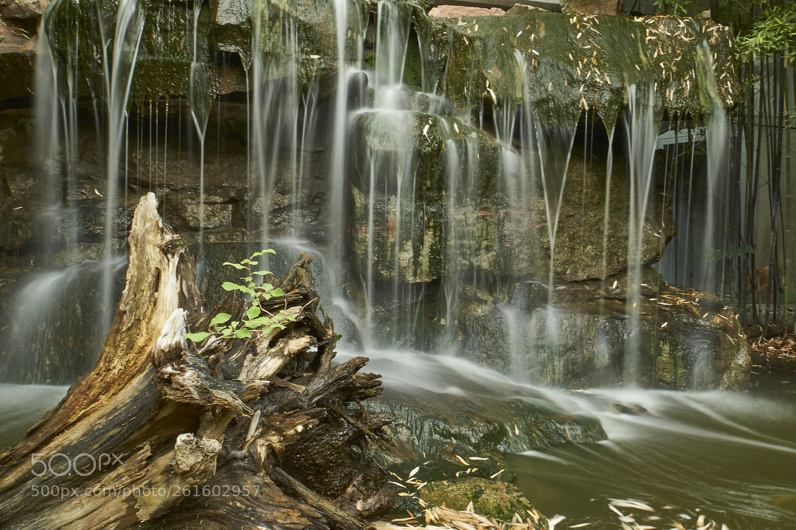Sony a6000 sample photo. Rinnsal hinter baumstumpf mit photography