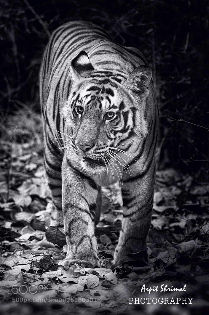 Nikon D7000 sample photo. Tiger photography