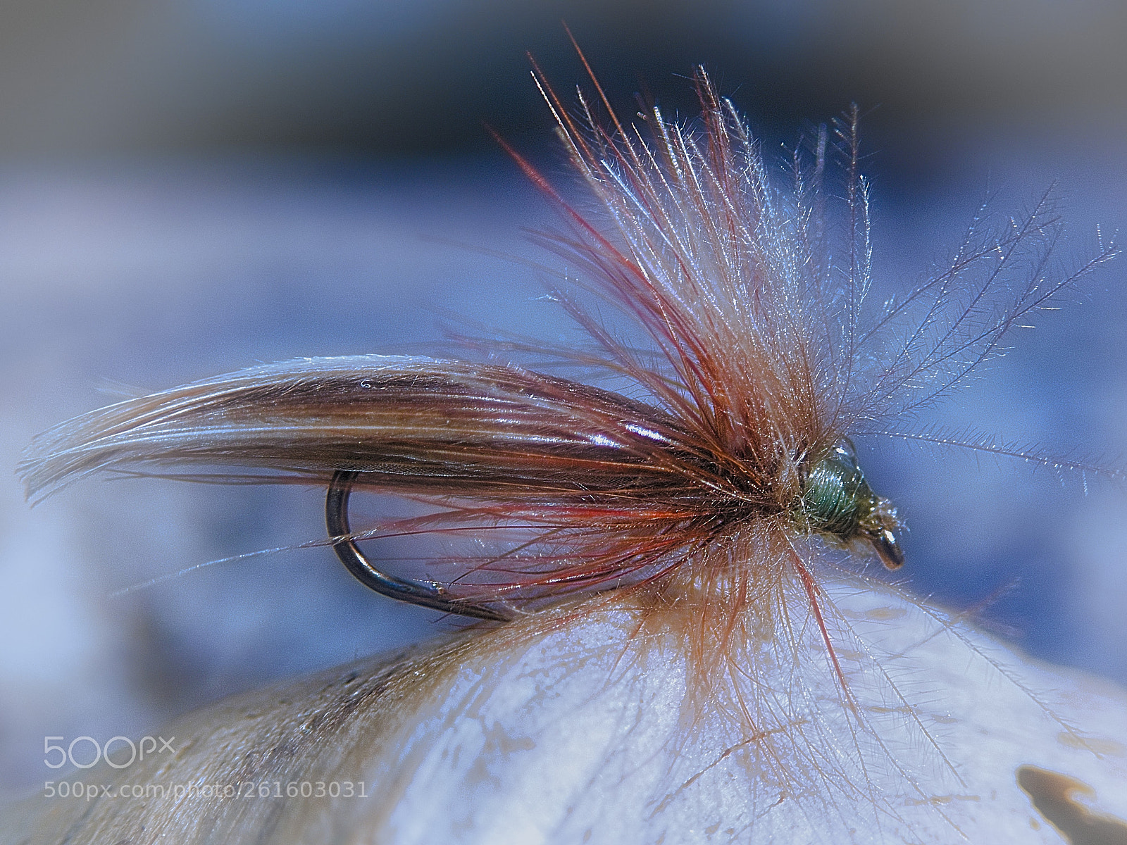 Olympus TG-5 sample photo. Sedge photography