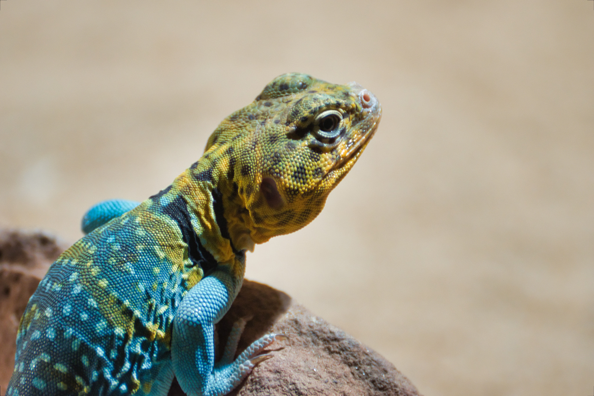Nikon D5600 sample photo. Agama dodomska photography