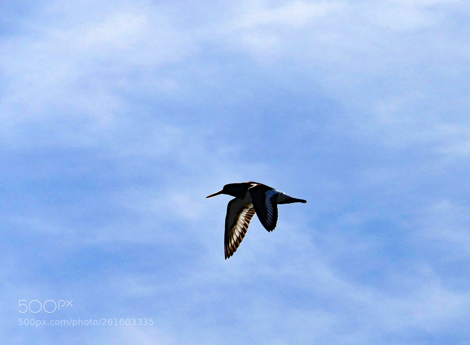 Panasonic Lumix DMC-GX8 sample photo. Eurasian oystercatcher photography