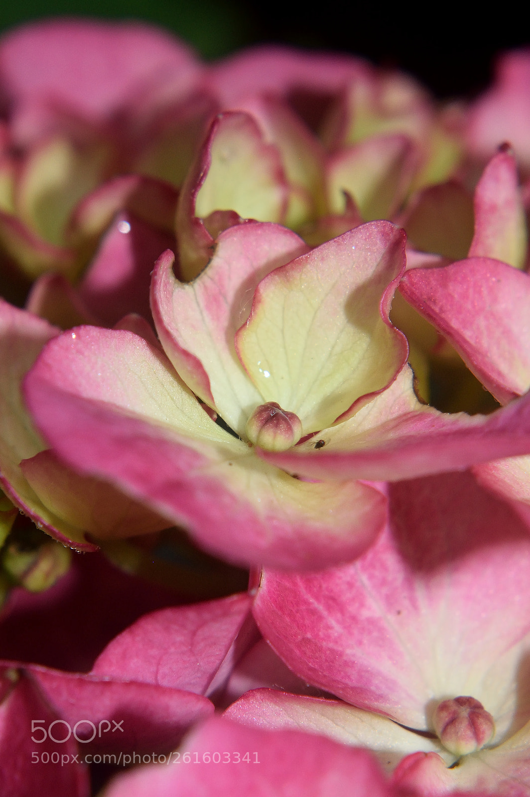 Nikon D3300 sample photo. Close-up on the little photography