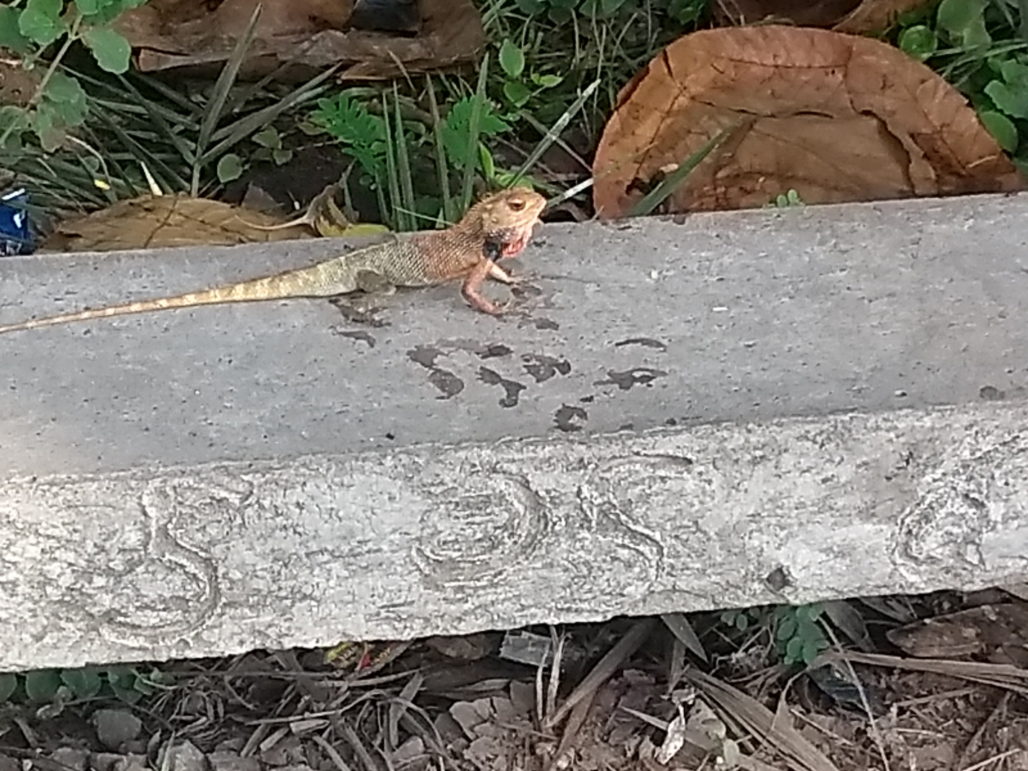 Motorola Moto G (5th Gen) sample photo