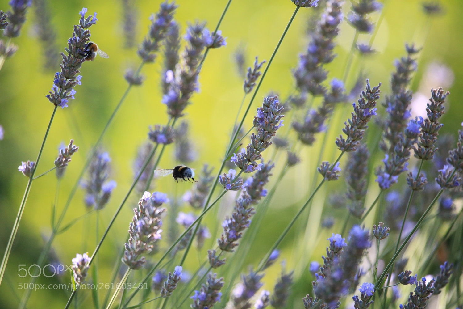 Canon EOS 6D sample photo. Among lavender flowers photography