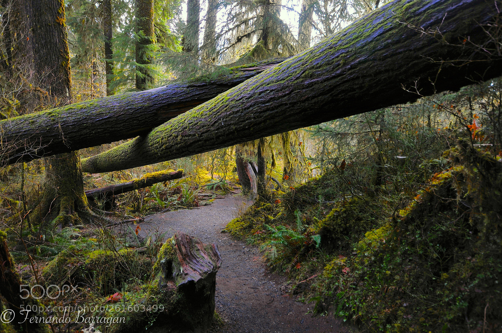 Nikon D300S sample photo. Olimpic parck photography