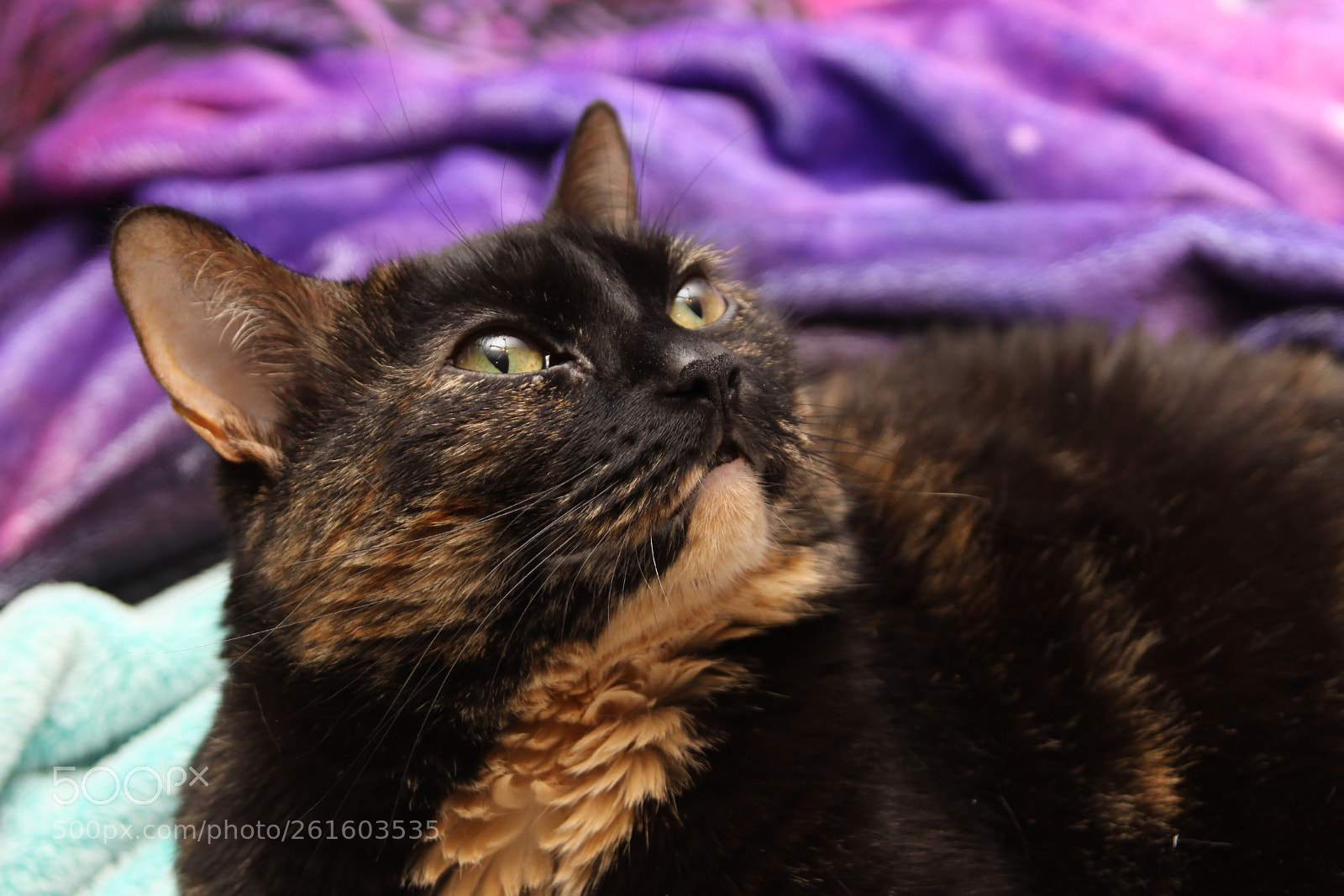 Canon EOS 50D sample photo. Transition to purrrrple photography