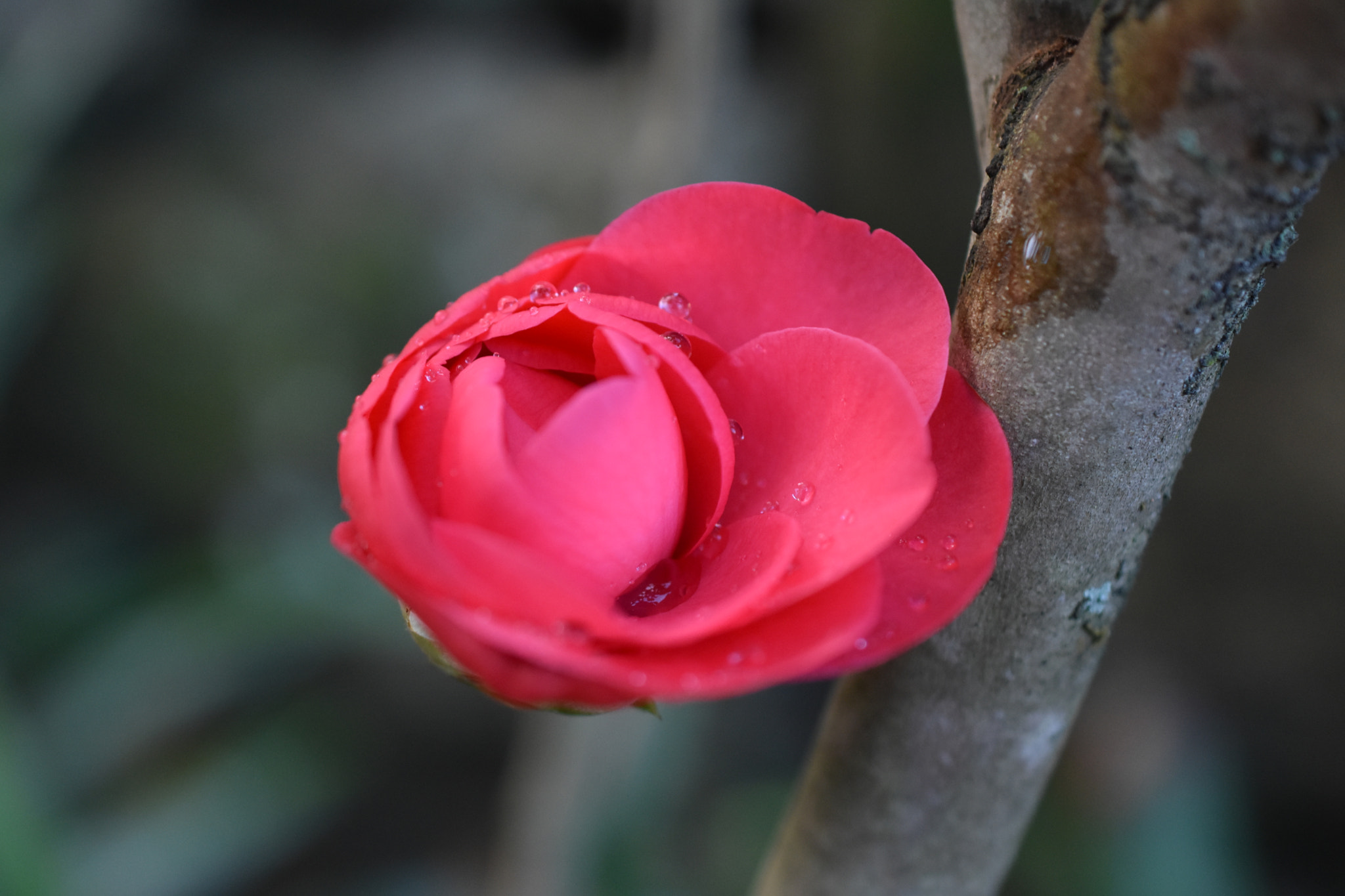 Nikon D3400 + Nikon AF-S DX Micro Nikkor 40mm F2.8 sample photo. A moment of floral warmth on a wintery day photography