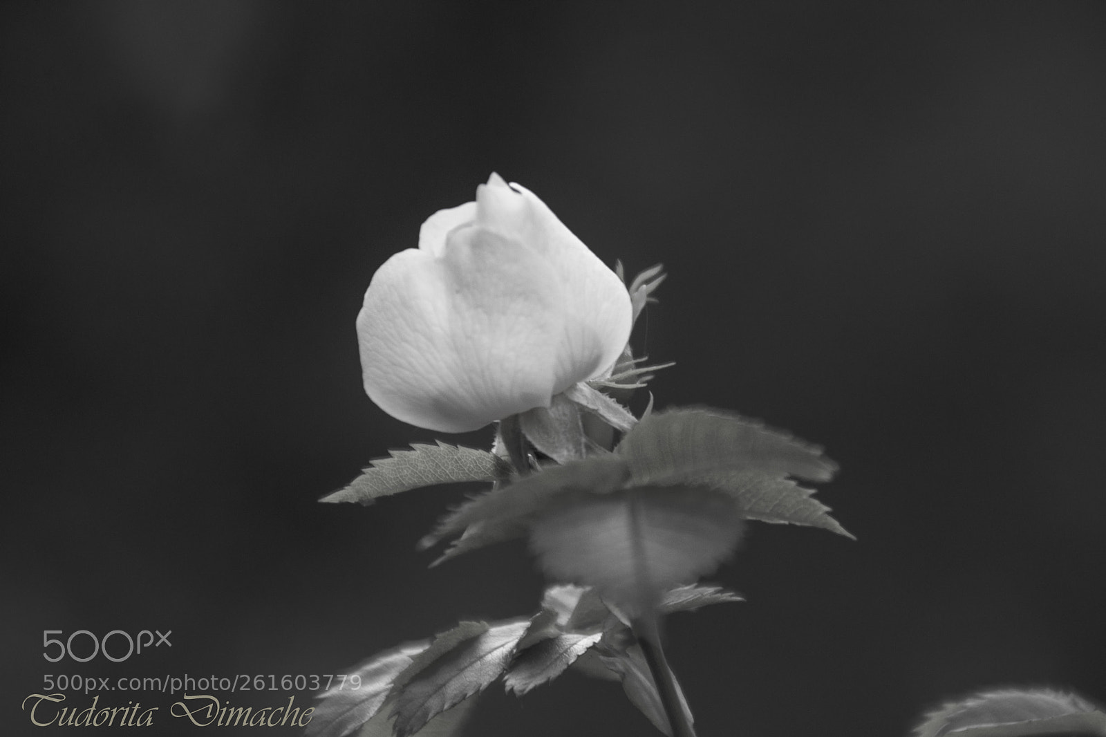 Nikon D7100 sample photo. The simplicity of nature photography