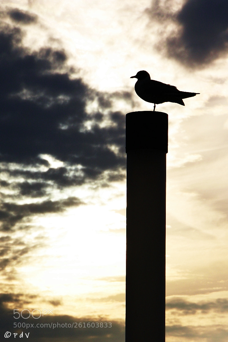 Canon EOS 450D (EOS Rebel XSi / EOS Kiss X2) sample photo. Sightseeing sunset photography