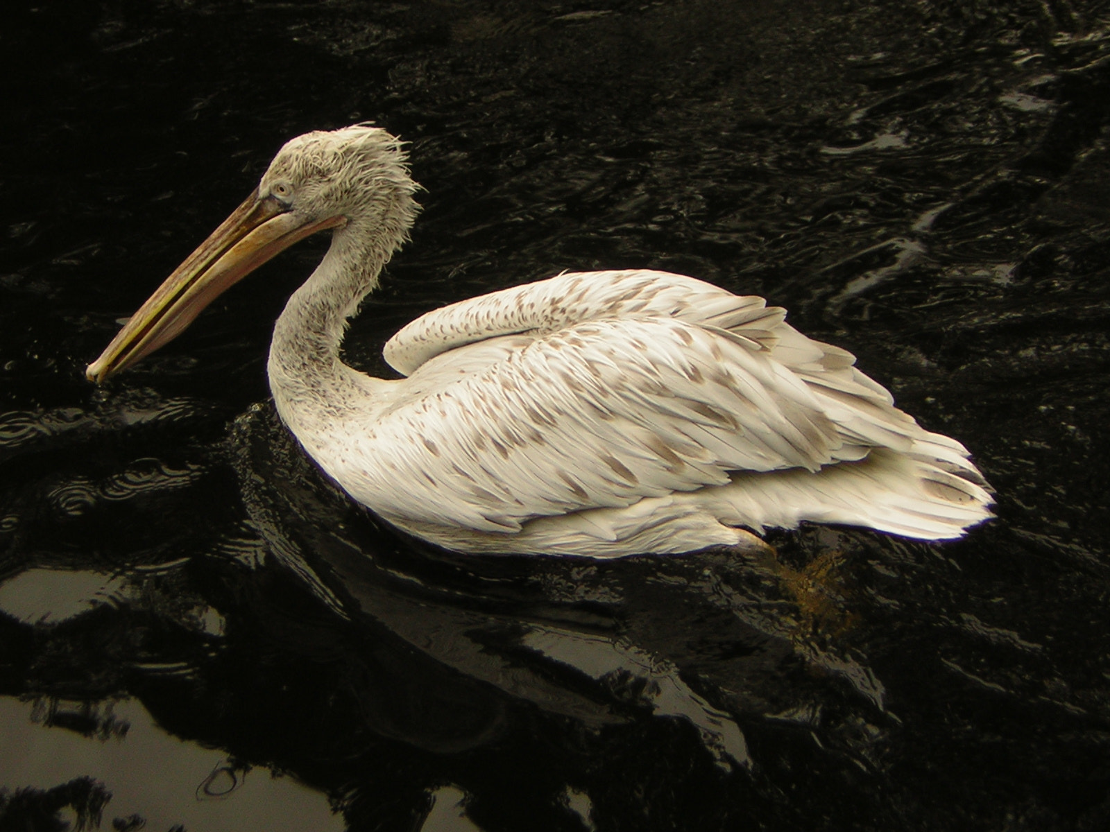 Nikon E2200 sample photo. Antwerp pelican photography