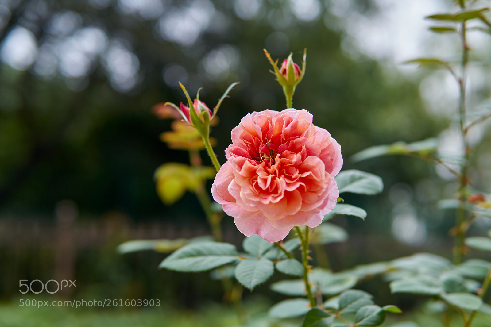 Sony a6000 sample photo. Rosalie - impressioniste. photography