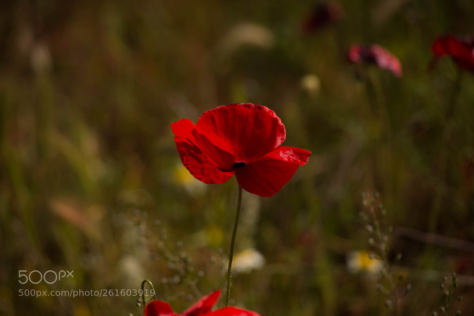 Nikon D800 sample photo. Untitled photography