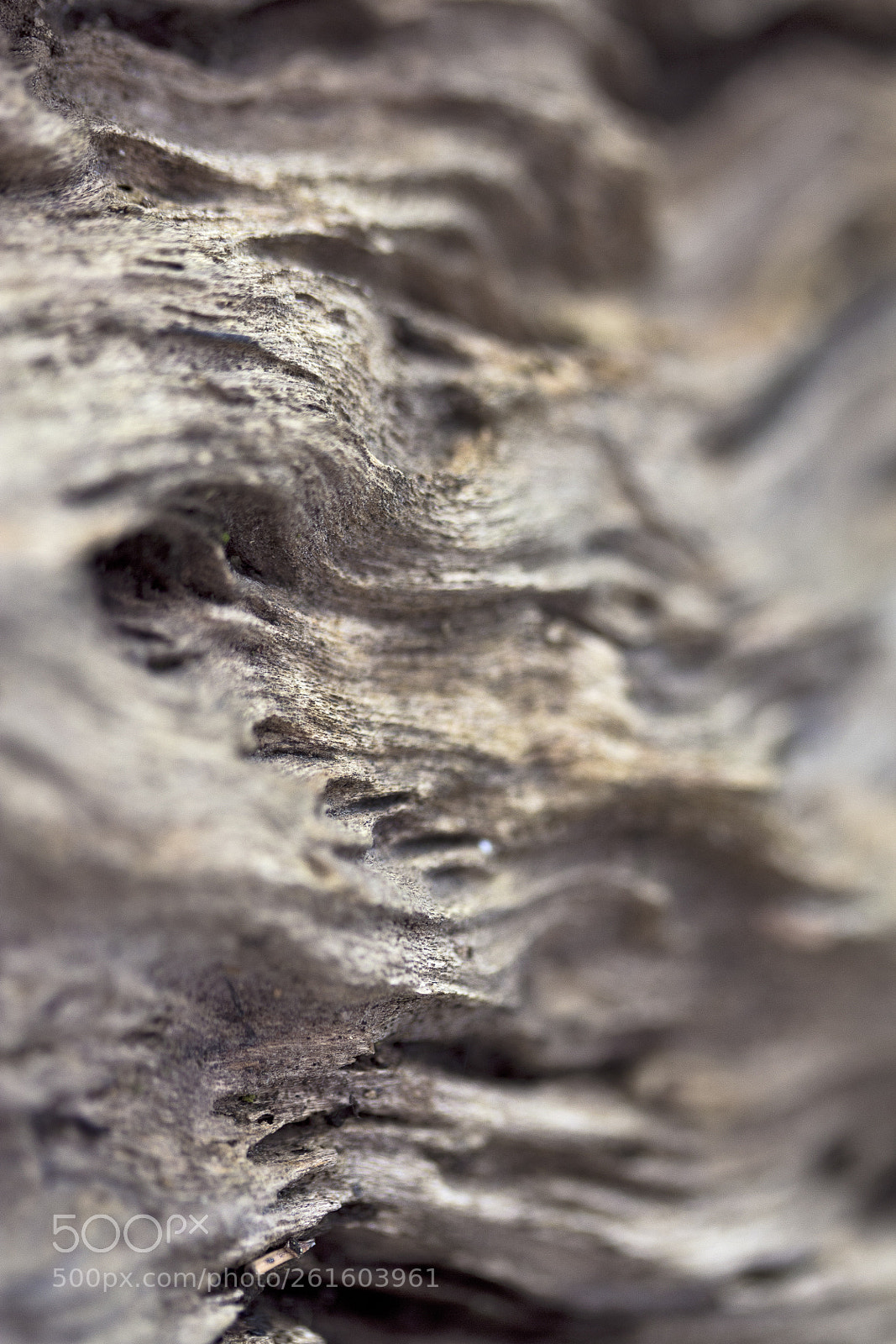 Canon EOS 60D sample photo. Schwemmholz photography