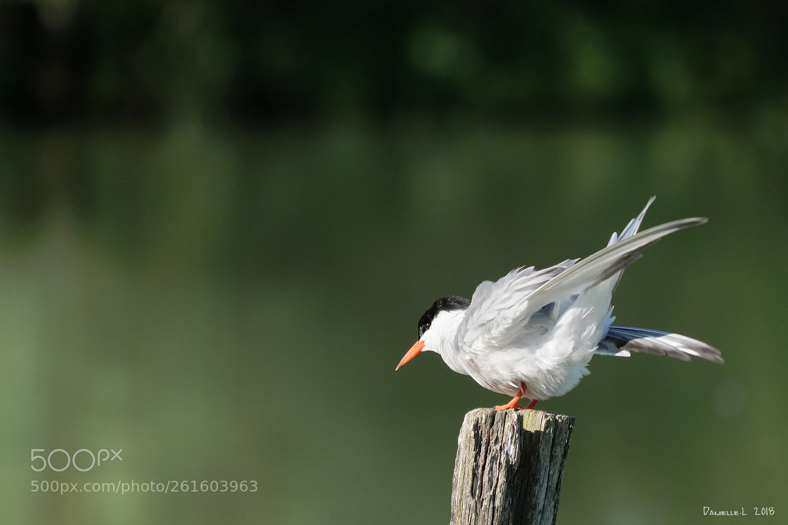 Panasonic Lumix DC-G9 sample photo. Sterne pierregarin photography