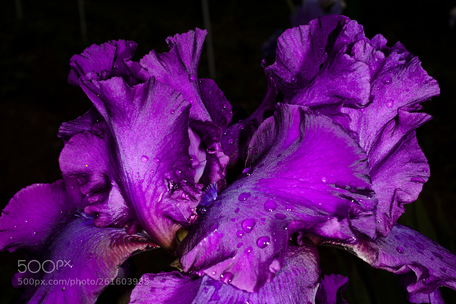 Canon EOS 5D Mark II sample photo. Irises photography