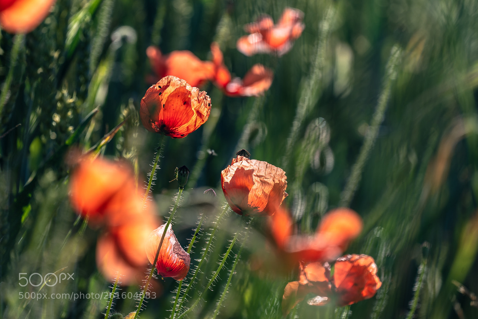 Sony a7 III sample photo. Mohn photography