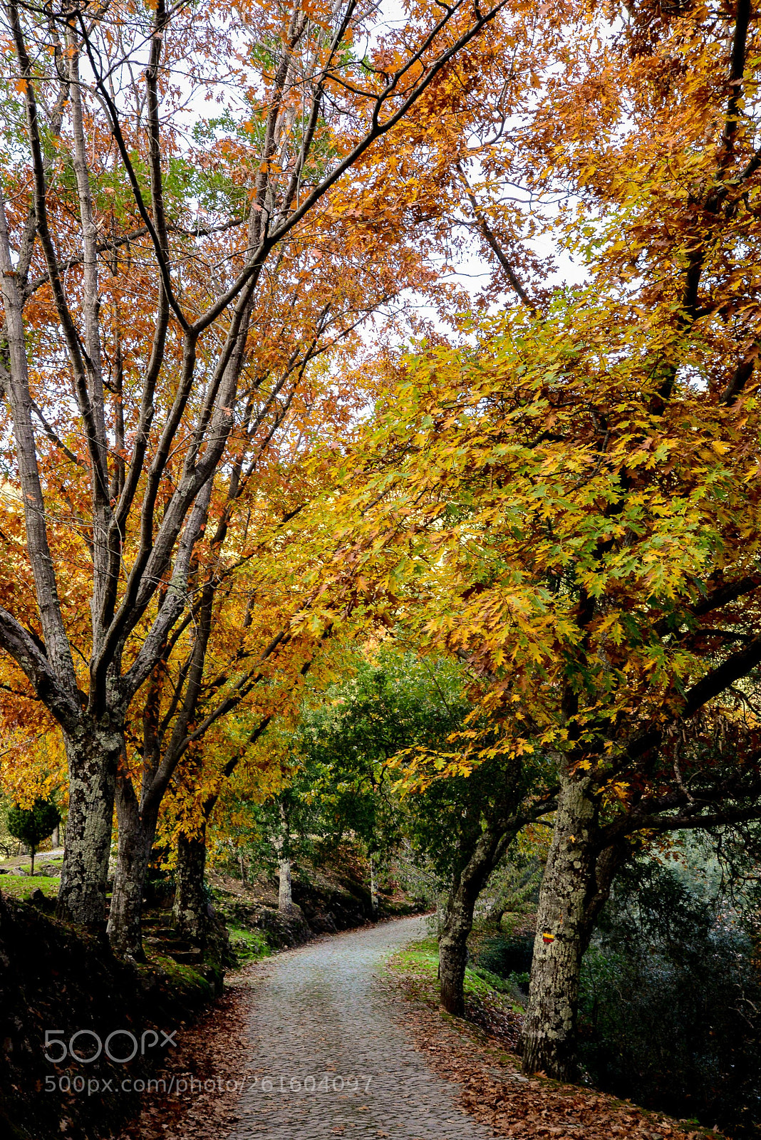 Nikon D600 sample photo. Outono na serra da photography