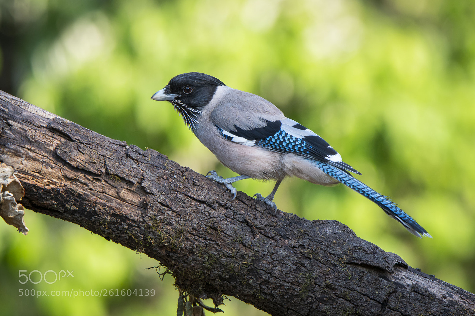 Nikon D500 sample photo. Black headed jay sattal photography