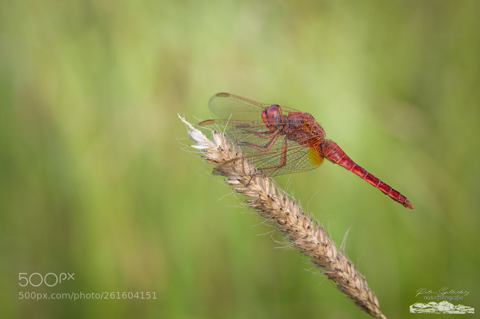 Canon EOS 5D Mark IV sample photo. Red dragon photography