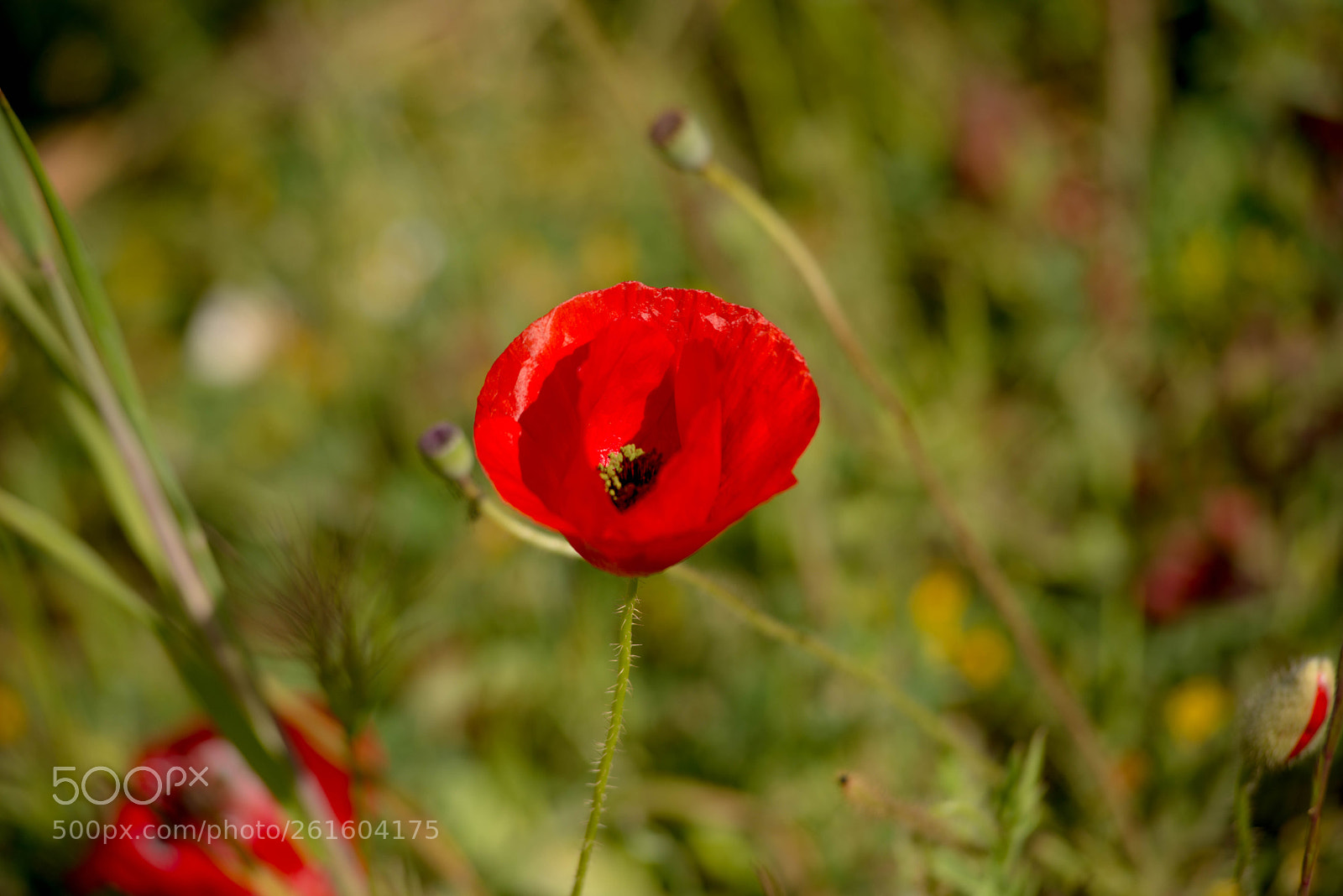 Nikon D800 sample photo. Untitled photography