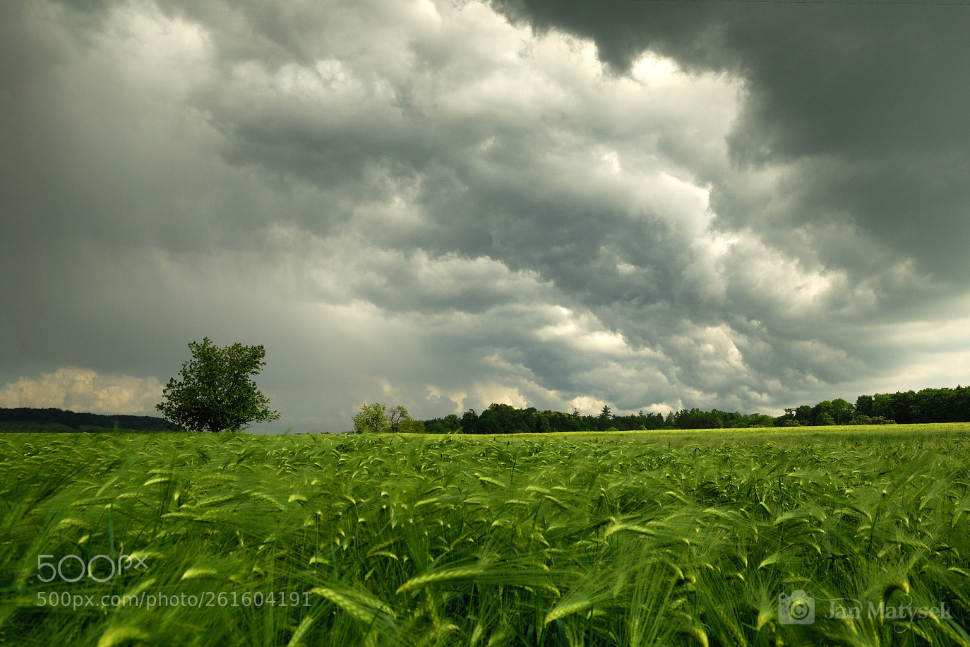 Nikon D200 sample photo. Spring field photography