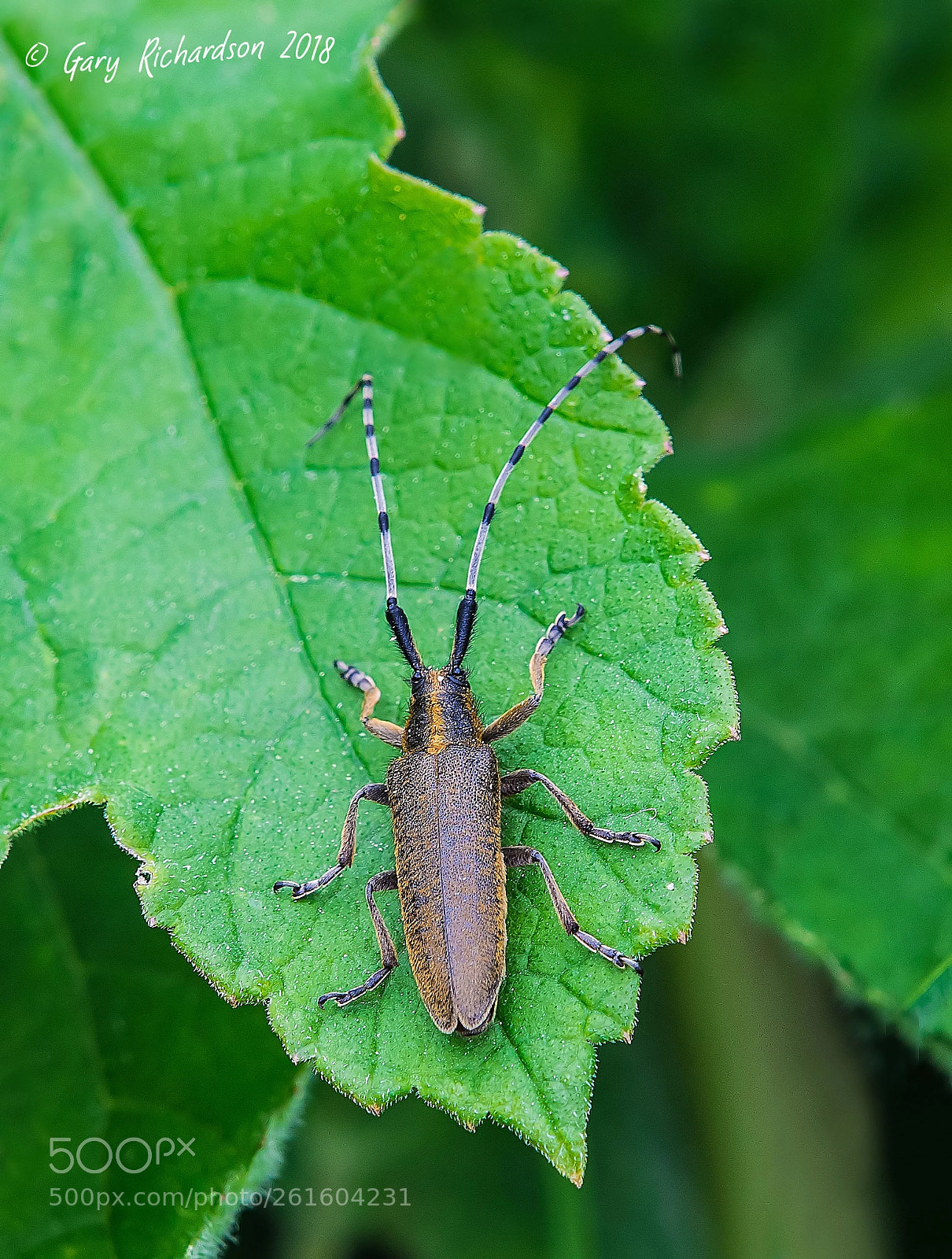 Nikon D500 sample photo. Agapanthia villosoviridescens photography