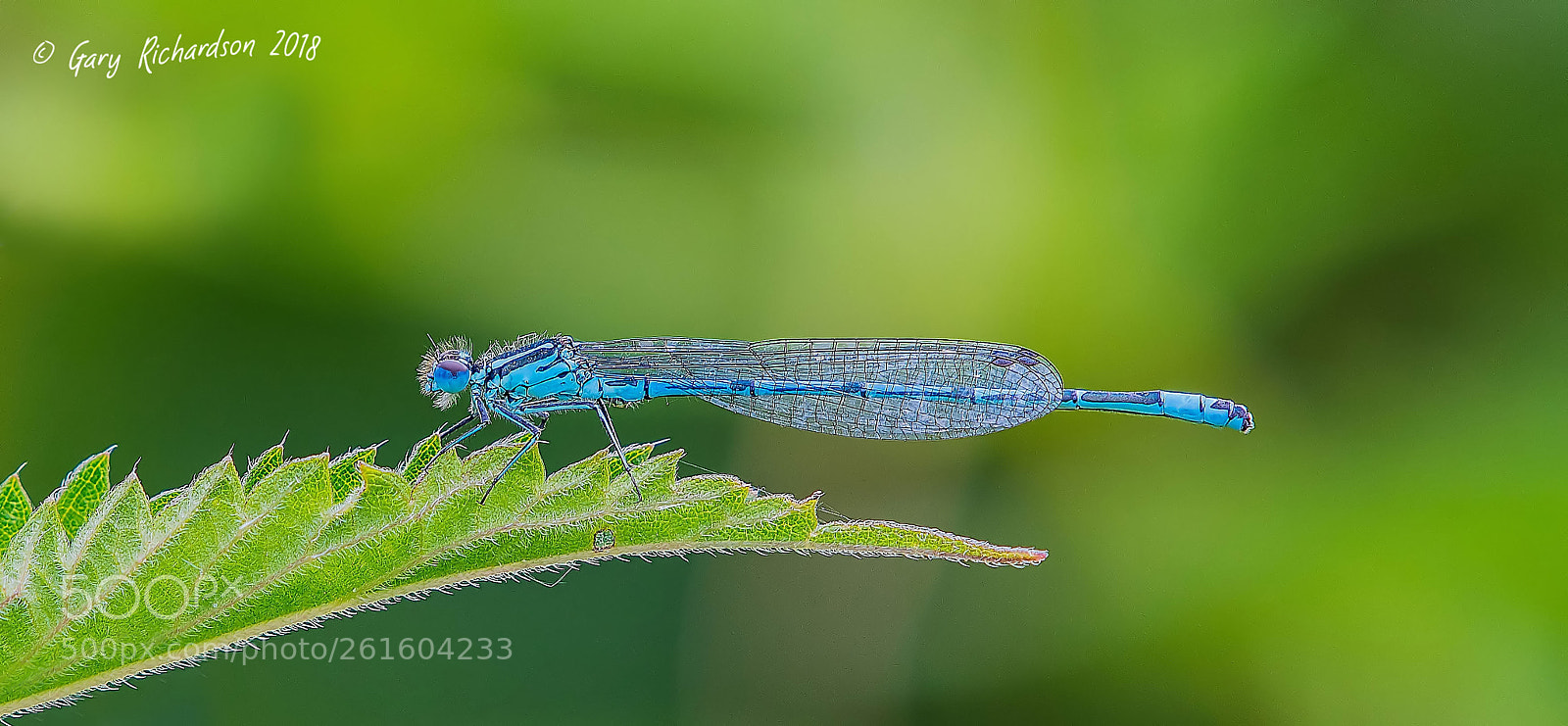 Nikon D500 sample photo. Azure damselfly photography
