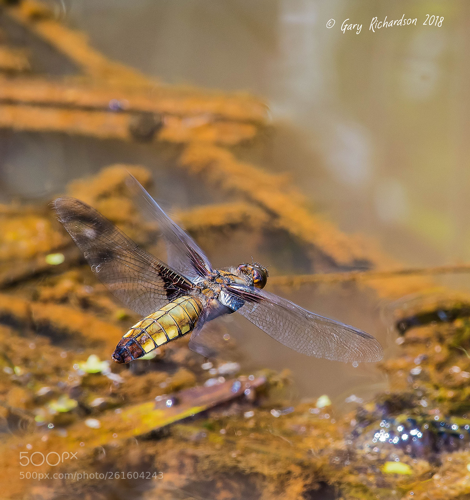 Nikon D500 sample photo. Broad bodied chaser (female) photography