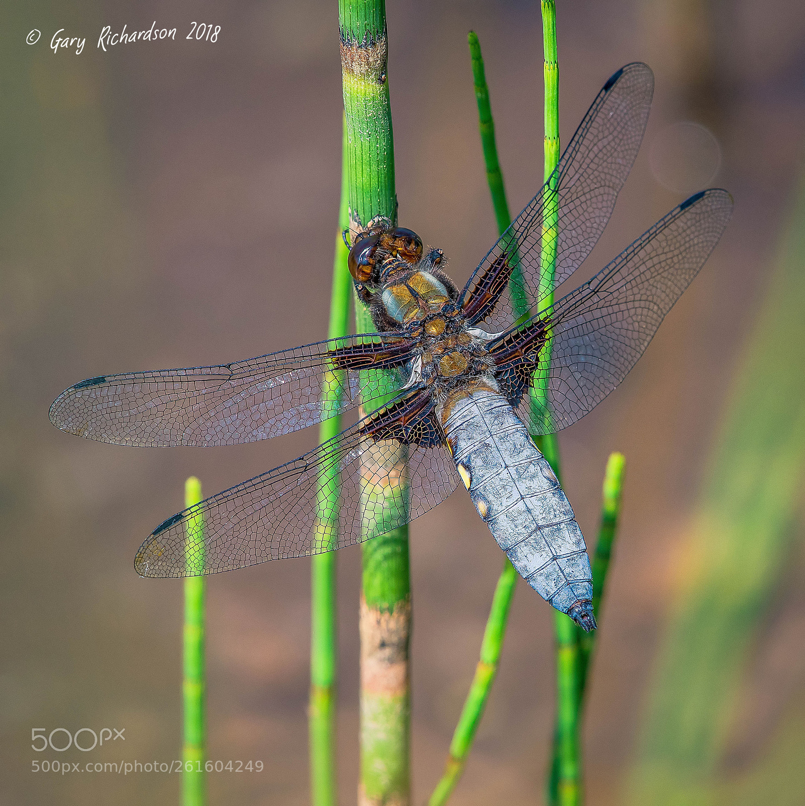 Nikon D500 sample photo. Broad bodied chaser (male) photography