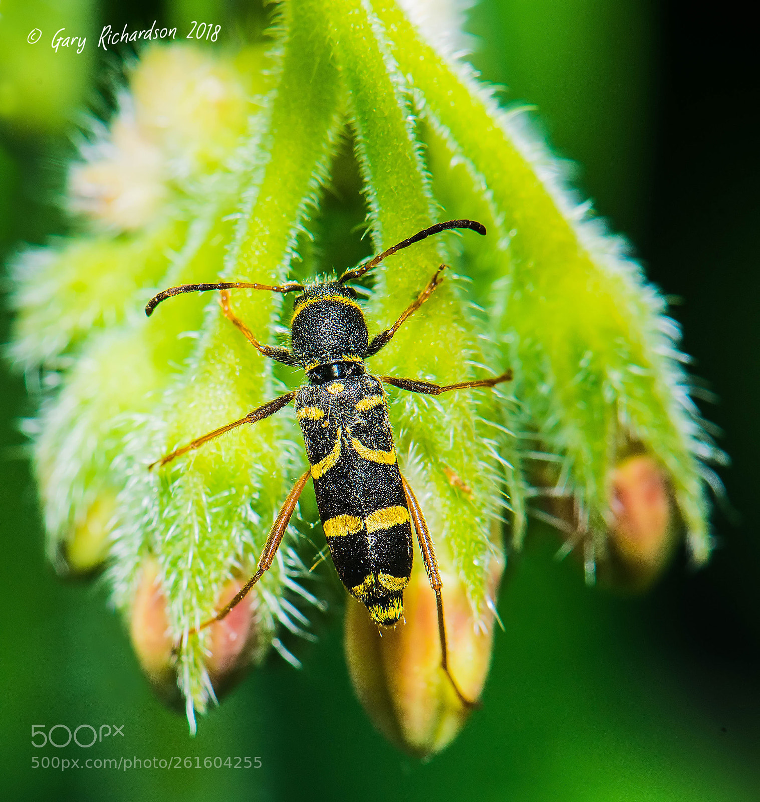 Nikon D810 sample photo. Clytus arietis photography